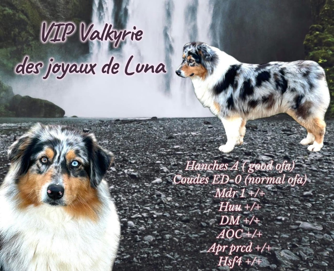 Publication : Des Joyaux De Luna Auteur : djl