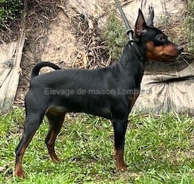 Étalon Pinscher nain - Apy De La Maison Lombard