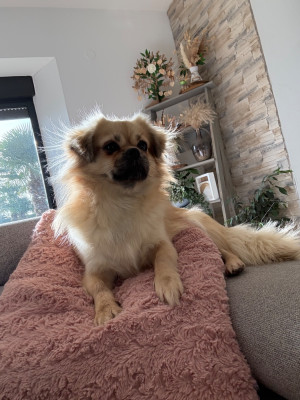 Étalon Epagneul tibetain - Unik du houang-ho