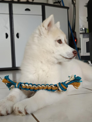 Étalon Siberian Husky - Flower Of Tenebrae Born To Win Bellatrix