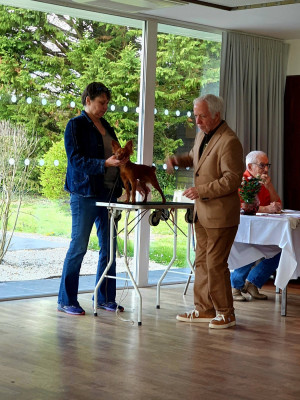 Étalon Russkiy Toy (Petit Chien Russe) - Apollon By Bidule