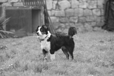 Étalon Berger Américain Miniature - U'Gaia Des Fines Bulles De Saumur