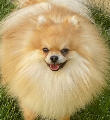 Étalon Spitz allemand - Popeye (Sans Affixe)