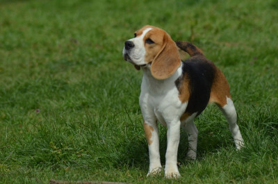 Étalon Beagle - Violette de la cascade d orion