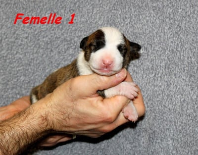 Étalon Bull Terrier Miniature - Terrier's Paradise Abby