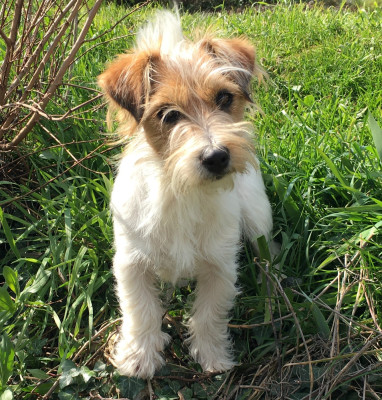 Étalon Jack Russell Terrier - SAHARA de la clé aux loups