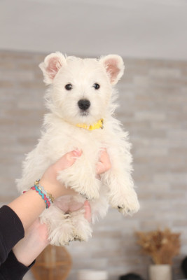 Étalon West Highland White Terrier - Blossom Bliss Du Domaine De Valimi