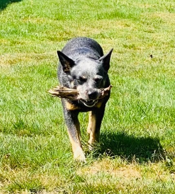 Étalon Bouvier australien - Tallulah Supreme Du Second Souffle