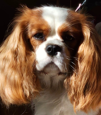 Étalon Cavalier King Charles Spaniel - V'Willow Du Mont Des Crocs Blancs