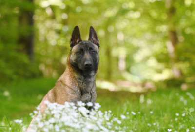 Étalon Berger Belge - Upsa des Louves de Toscane