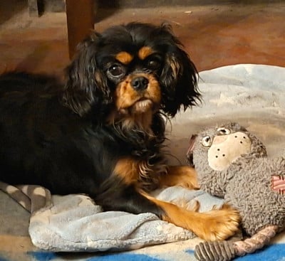 Étalon Cavalier King Charles Spaniel - Abigaël Du Mont Des Crocs Blancs