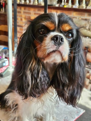 Étalon Cavalier King Charles Spaniel - Urielle du millessime champenois