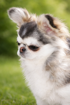 Étalon Chihuahua - Salem (Sans Affixe)