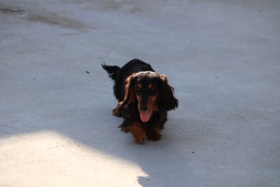 Étalon Teckel poil long - All good things Diamondskane