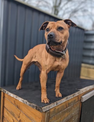Étalon Staffordshire Bull Terrier - Color'inca Project O'Kelly