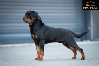 Étalon Rottweiler - Urio Des Guerriers De L'Argoat