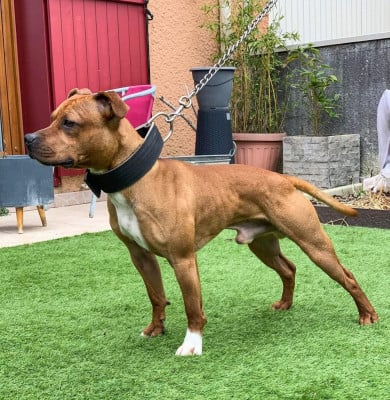 Étalon Staffordshire Bull Terrier - T'Floky of Knightwood Oak