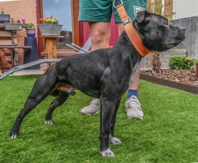 Étalon Staffordshire Bull Terrier - Rocky los guardas espaldas