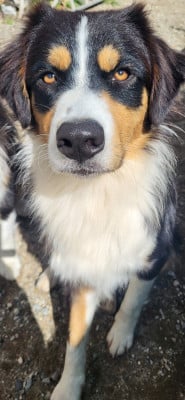 Étalon Berger Australien - ASTON La Colline Des Compagnons