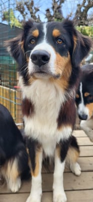 Étalon Berger Australien - APACHE La Colline Des Compagnons