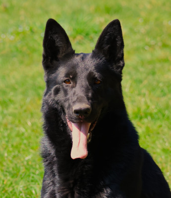 Étalon Berger Allemand - Venom Fabien de jye