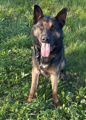 Étalon Berger Allemand - Ubac du chateau de la martiniere