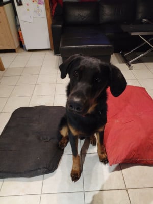 Étalon Berger de Beauce - Apollon de la mare a l oraille