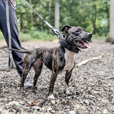 Étalon Staffordshire Bull Terrier - Knightwood oak Crystal