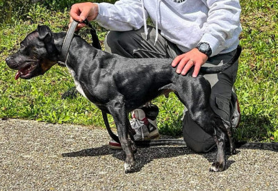 Étalon Staffordshire Bull Terrier - Sanka los guardas espaldas