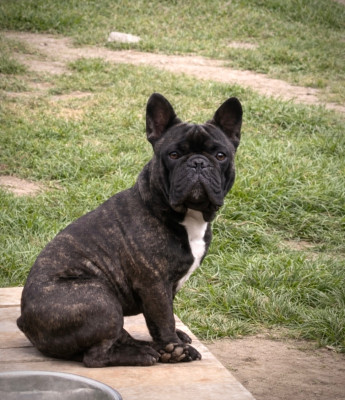 Étalon Bouledogue français - Umar raja aka marius Des Trez'or D'hamarkhis