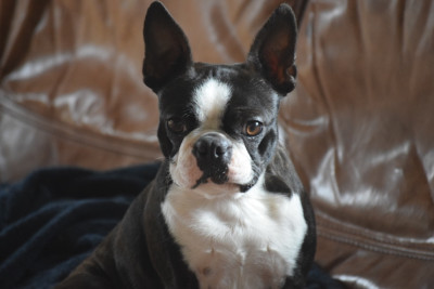 Étalon Boston Terrier - V comme Vendetta de la source aux diamants