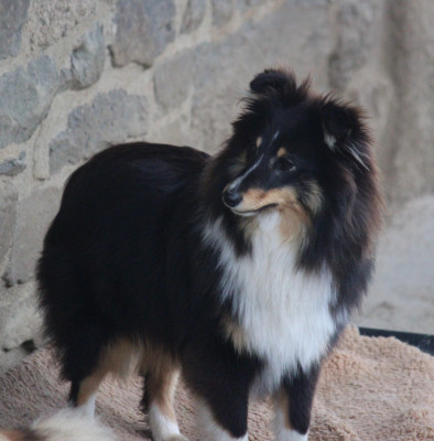 Étalon Shetland Sheepdog - Uma Des petites fées des sables
