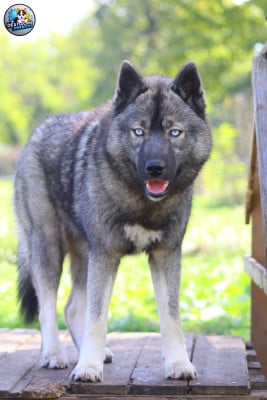 Étalon Siberian Husky - Ayka Des Flocons Sibériens