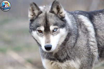 Étalon Siberian Husky - Rizla Des Flocons Sibériens