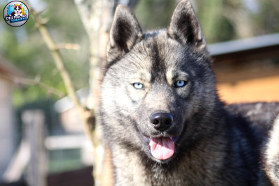 Étalon Siberian Husky - Aloé Des Flocons Sibériens