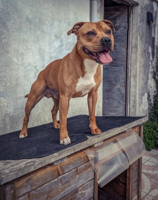 Étalon Staffordshire Bull Terrier - Akira Knightwood oak Akira