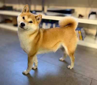 Étalon Shiba - Allaikha's Taïga