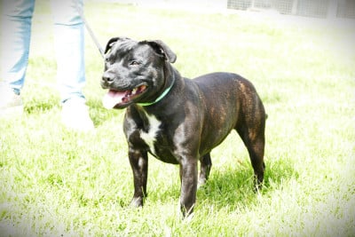 Étalon Staffordshire Bull Terrier - AMBROSIA DEVINE ETERNITY Des Griffes Du Dragon Noir