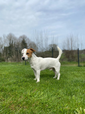 Étalon Jack Russell Terrier - Ups'ne Uby Du Domaine Des Pattes Dorées