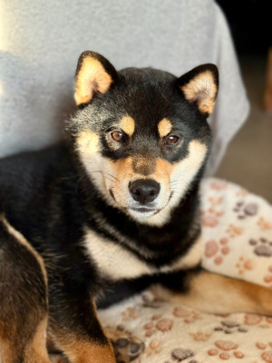 Étalon Shiba - Allaikha's Asoka