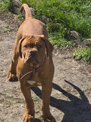 Étalon Dogue de Bordeaux - Anouchka De L'Elite Royal Dog