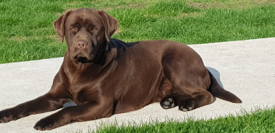 Étalon Labrador Retriever - SAVANE de la Coquellerie