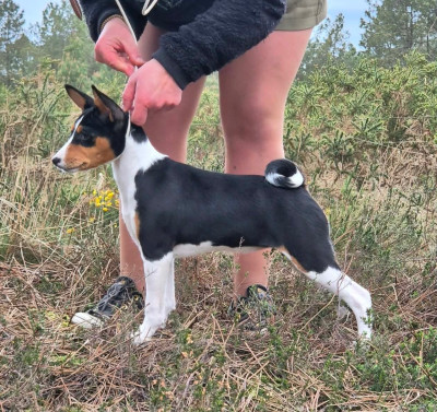 Étalon Basenji - Addis Abeba du Domaine de Kérarzic Vilin