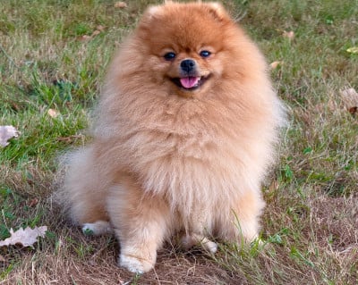 Étalon Spitz allemand - E-Koda iz zolotogo sunduchka