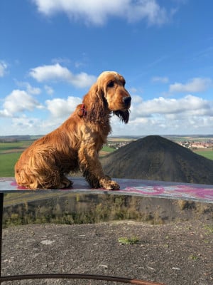 Étalon Cocker Spaniel Anglais - Athos du chemin des cavaliers