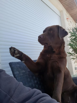 Étalon Labrador Retriever - NOVA dit NOUGATINE du taillis madame