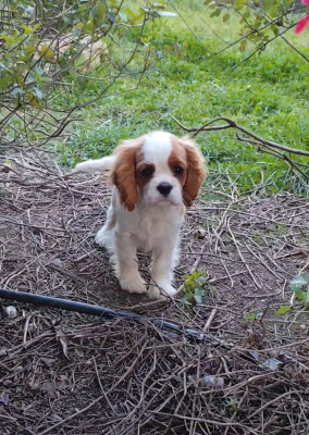 Étalon Cavalier King Charles Spaniel - A Kiss From France Of little by little