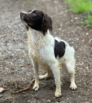 Étalon English Springer Spaniel - Artémis (Sans Affixe)