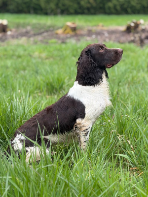 Étalon English Springer Spaniel - Alone Des Joyaux D'Artemis