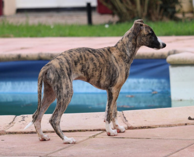Étalon Whippet - Abalone Des Précieux Rubis